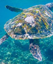 Мальдивы для экономных: как отдохнуть на острове Тодду бюджетно и насыщенно