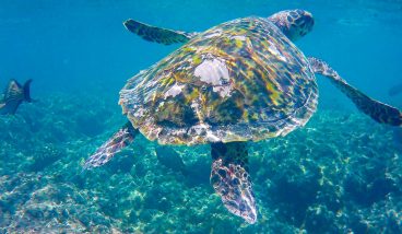 Мальдивы для экономных: как отдохнуть на острове Тодду бюджетно и насыщенно