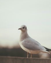 Париж без Эйфелевой башни: 7 секретных мест, о которых знают только местные