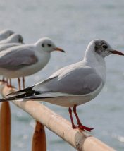 Природа Сочи в бархатный сезон: 10 лучших водопадов, каньонов и экотроп 2026 года